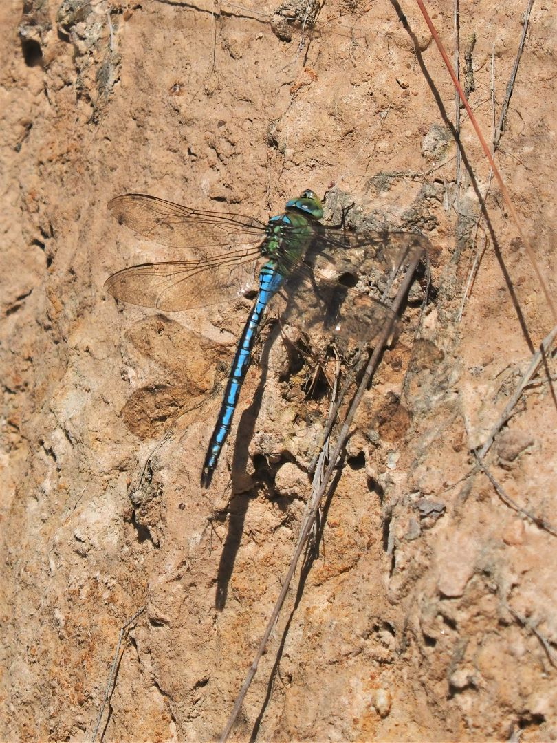 Große Königslibelle – Anax imperator