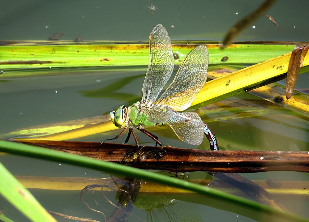 --- Große Königslibelle (Anax imperator) ---