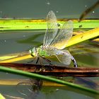 --- Große Königslibelle (Anax imperator) ---