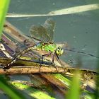 --- Große Königslibelle (Anax imperator) ---