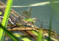 --- Große Königslibelle (Anax imperator) ---