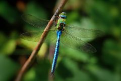 Große Königslibelle (Anax imperator)