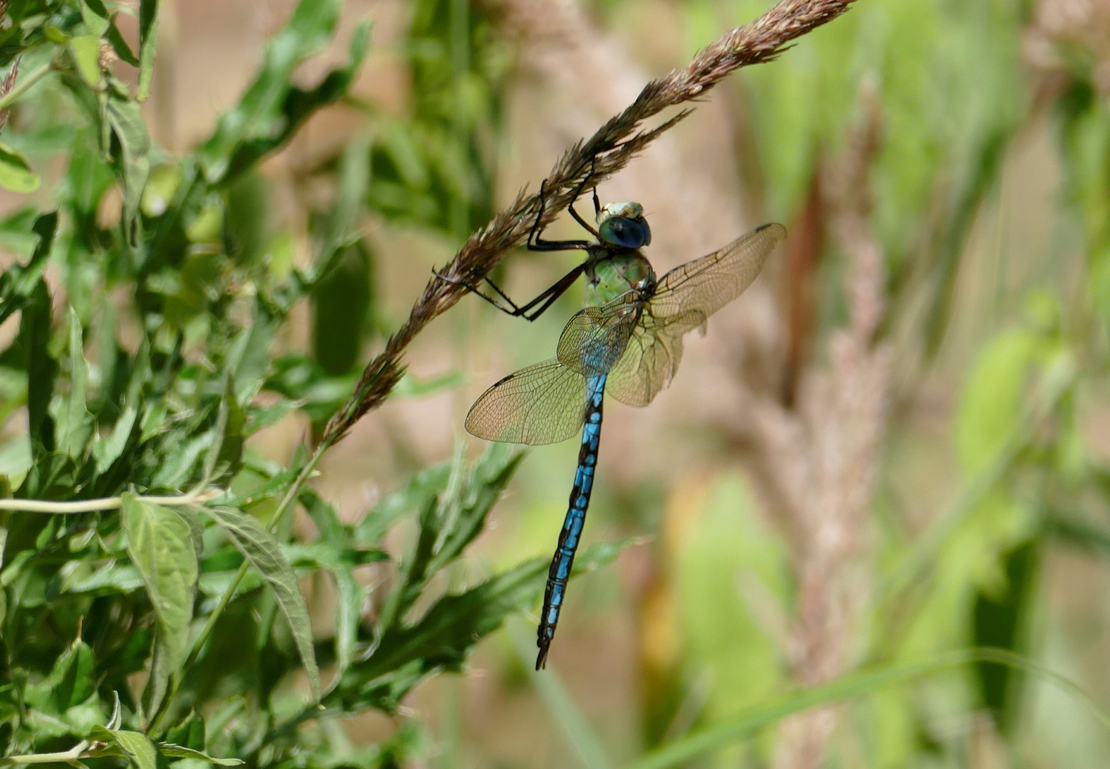 Große Königslibelle-Anax imperator