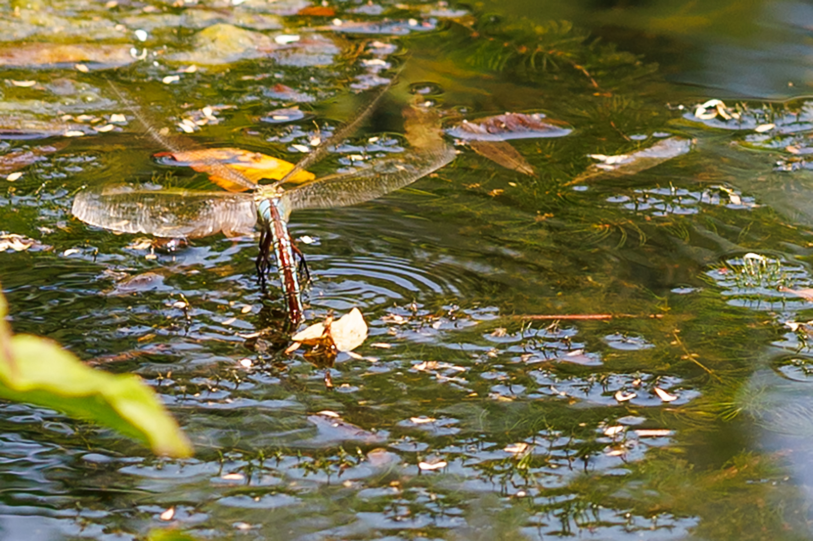 Große Königslibelle (Anax imperator)