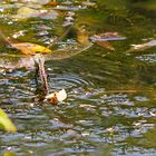 Große Königslibelle (Anax imperator)