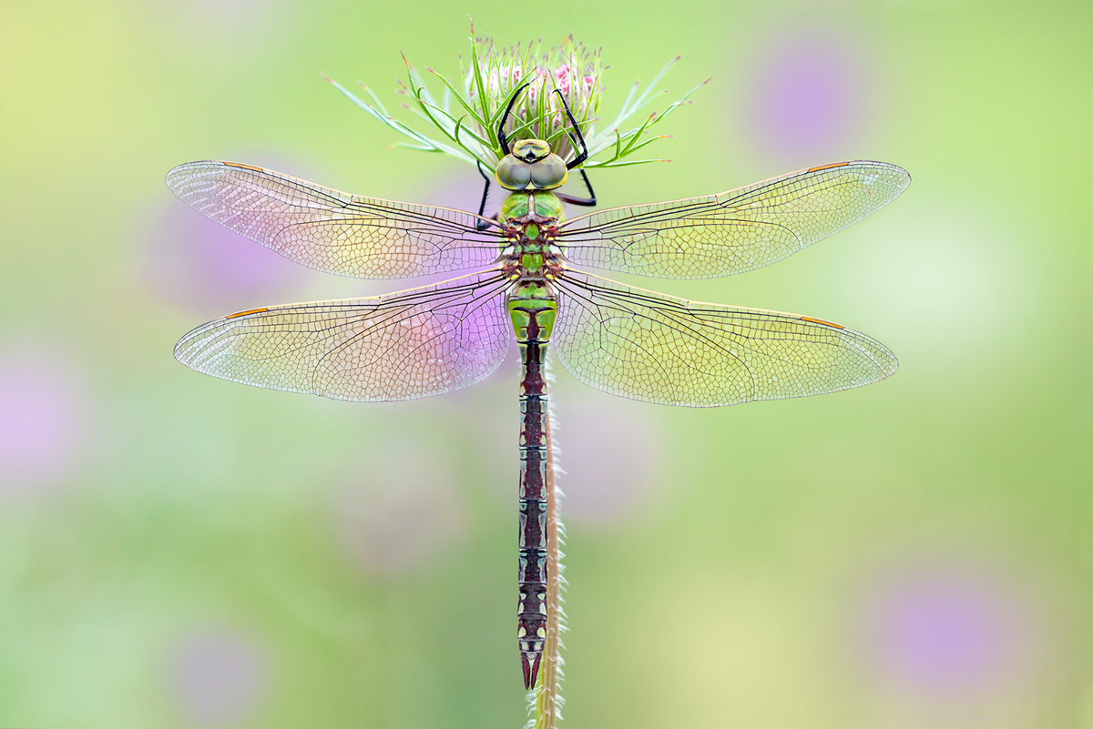 Große Königslibelle Anax imperator