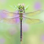 Große Königslibelle Anax imperator