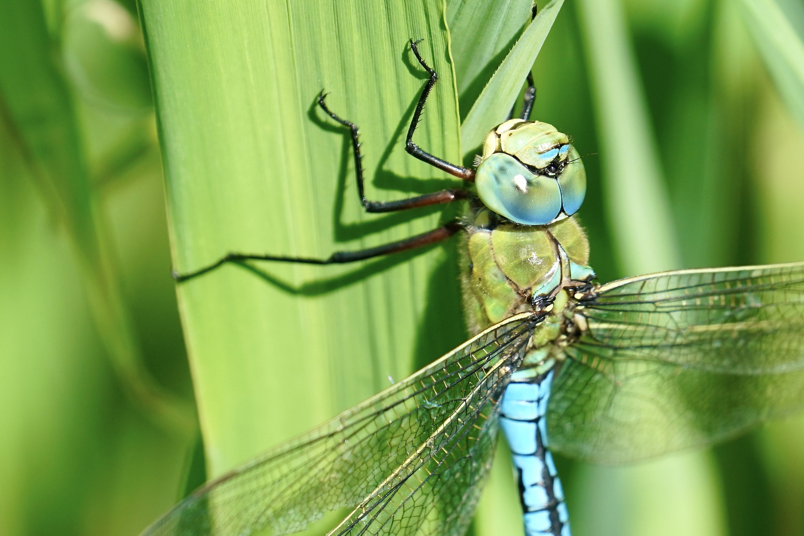 Große Königslibelle (Anax imperator)