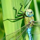 Große Königslibelle (Anax imperator)