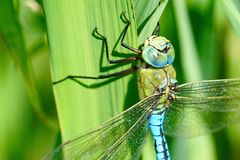 Große Königslibelle (Anax imperator)