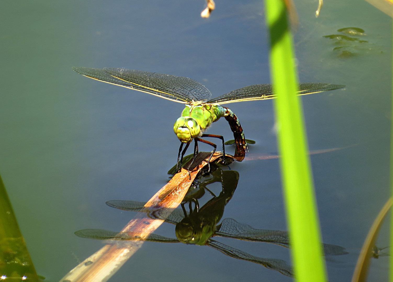 --- Große Königslibelle (Anax imperator) ---