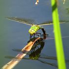 --- Große Königslibelle (Anax imperator) ---