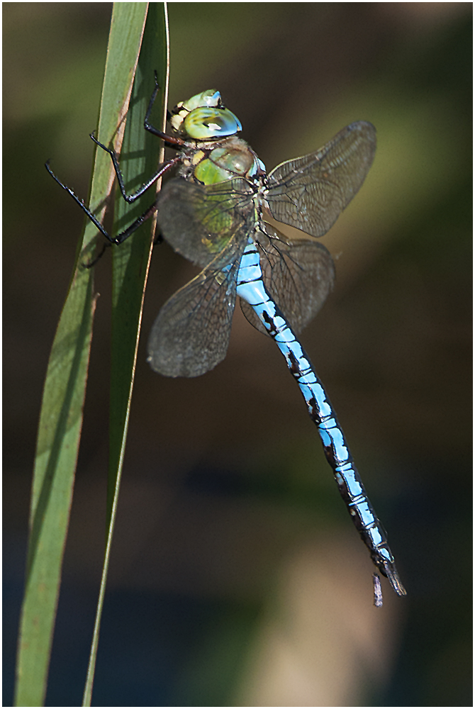 Große Königslibelle - Anax imperator