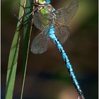 Große Königslibelle - Anax imperator