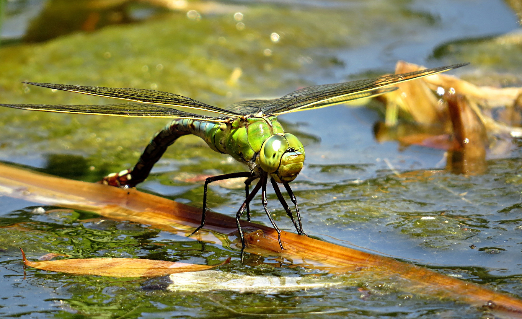 --- Große Königslibelle (Anax imperator) ---