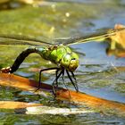 --- Große Königslibelle (Anax imperator) ---