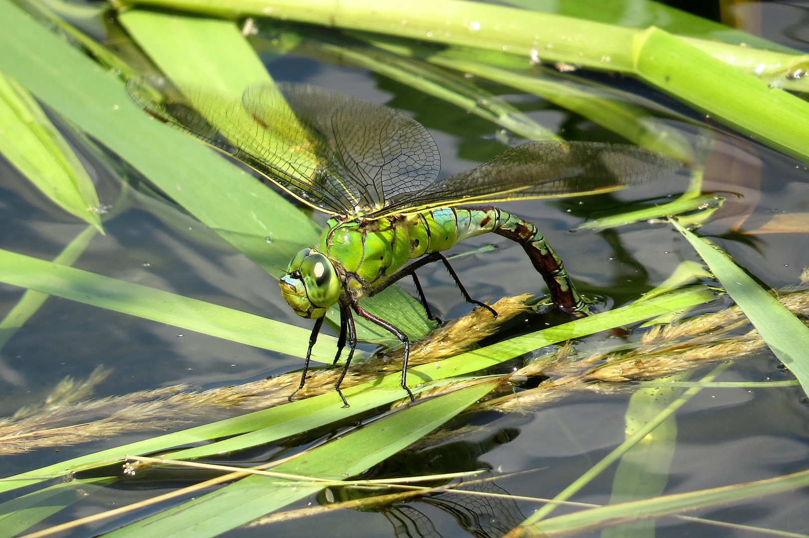 ... Große Königslibelle (Anax imperator) ... 