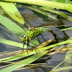 ... Große Königslibelle (Anax imperator) ... 