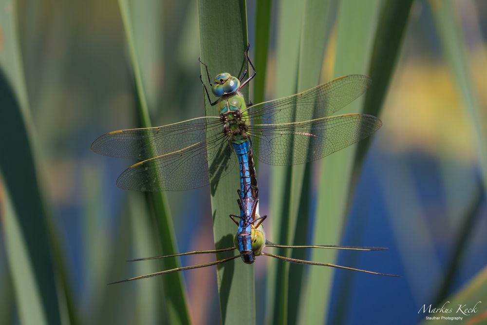 Große Königslibelle (Anax imperator)