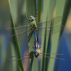 Große Königslibelle (Anax imperator)