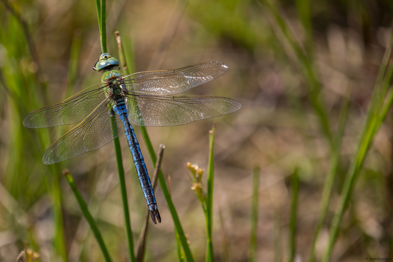 Große Königslibelle (Anax imperator)