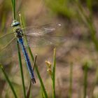 Große Königslibelle (Anax imperator)