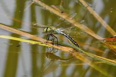 Grosse Königslibelle (Anax imperator)