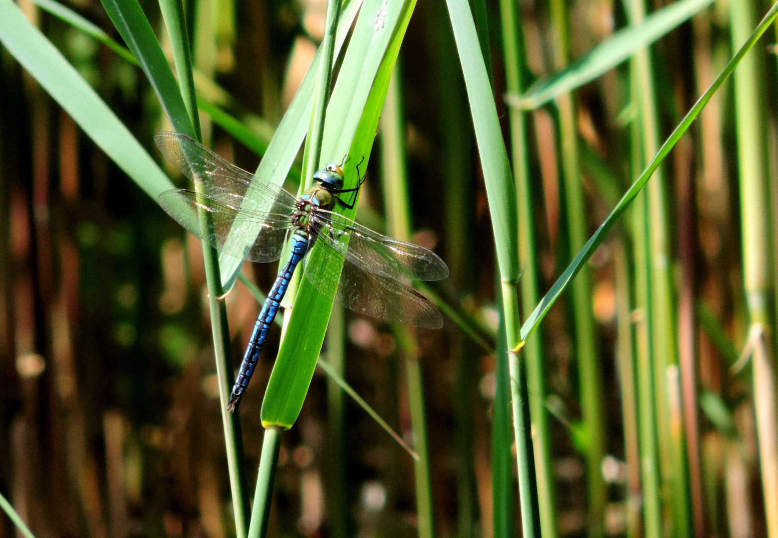 #...Große Königslibelle/ Anax imperator......#