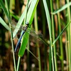 #...Große Königslibelle/ Anax imperator......#