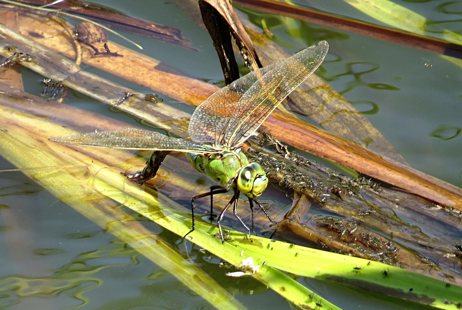 --- Große Königslibelle (Anax imperator) ---