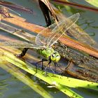 --- Große Königslibelle (Anax imperator) ---