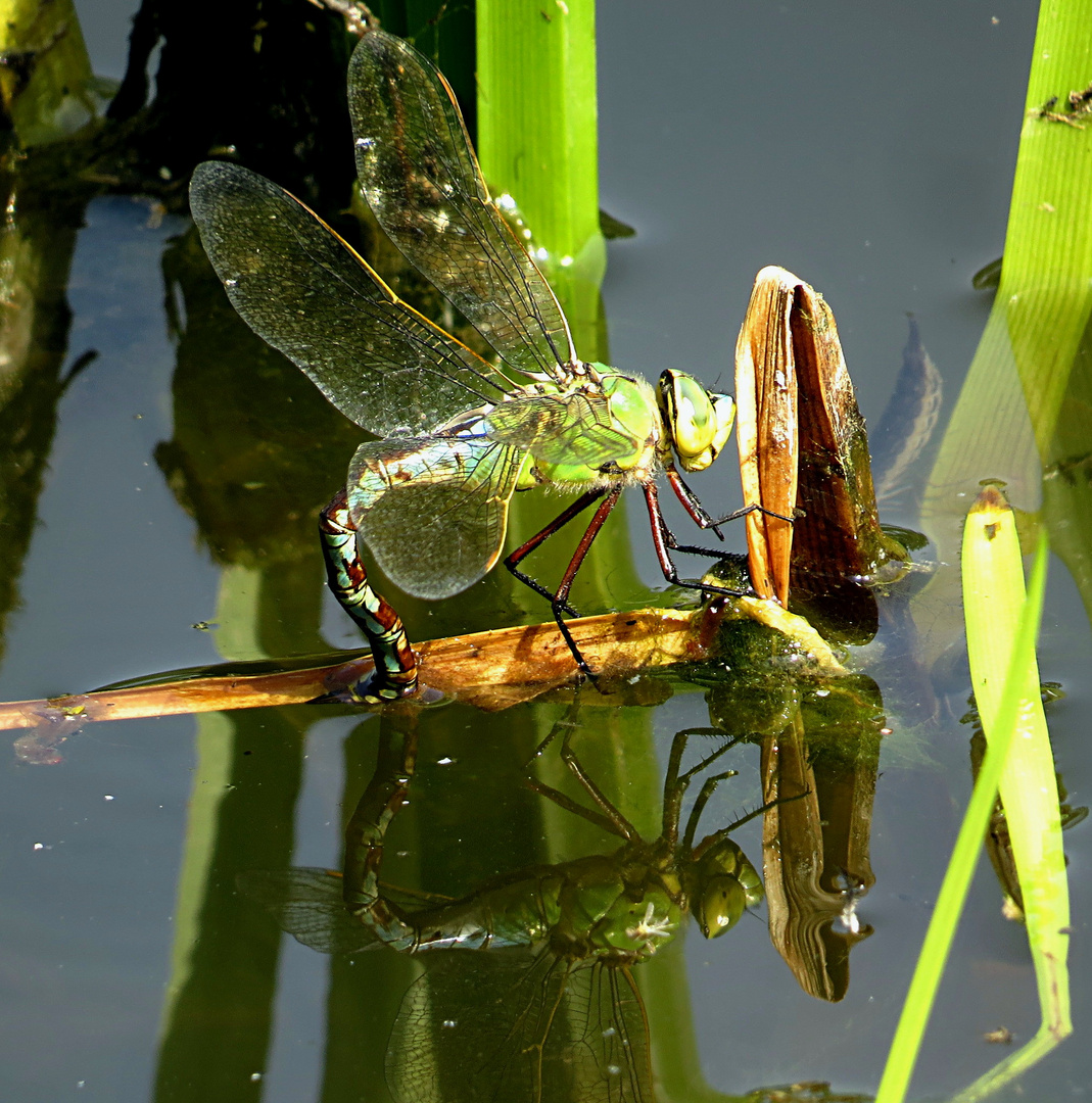 --- Große Königslibelle (Anax imperator) ---