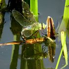 --- Große Königslibelle (Anax imperator) ---