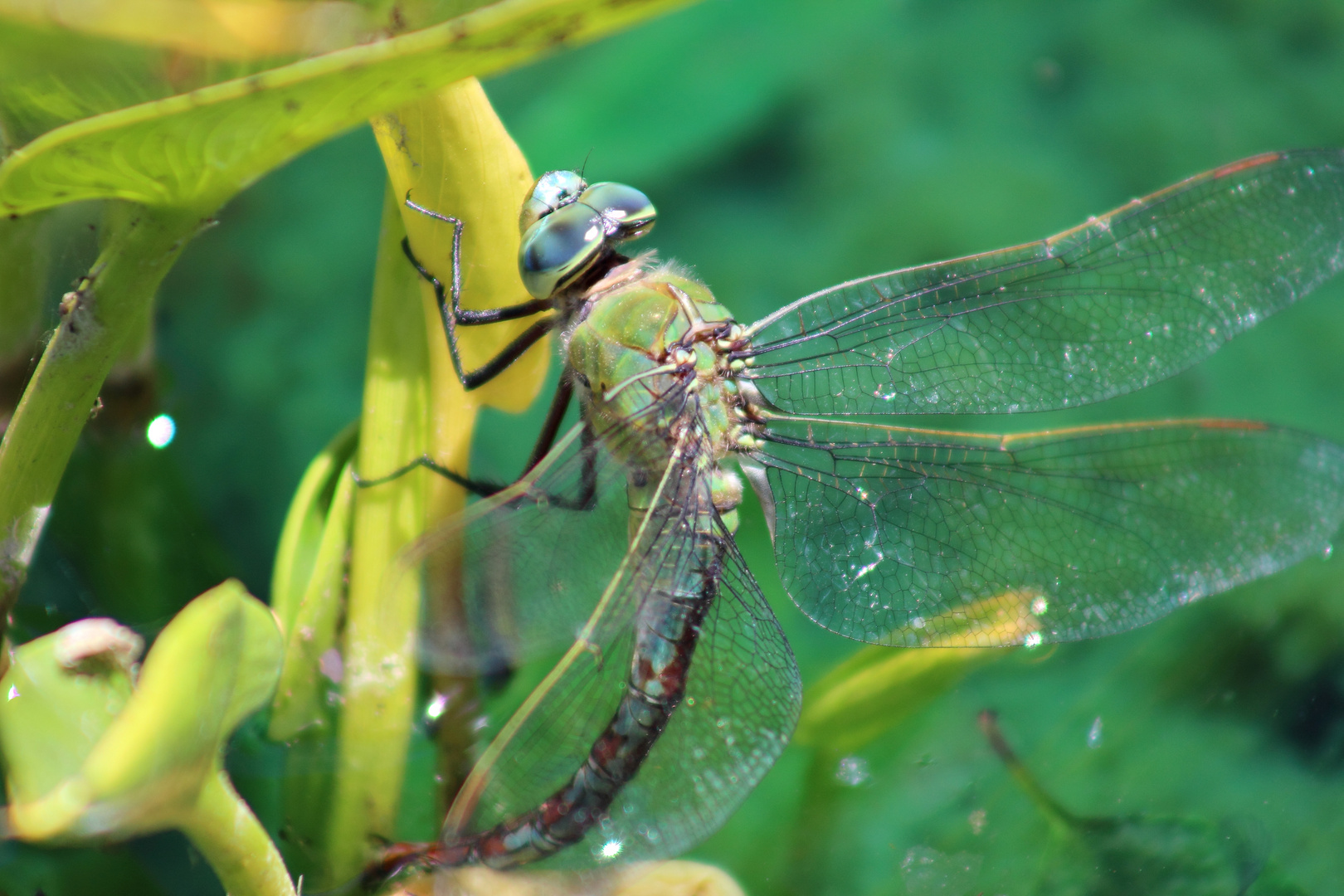 Große Königslibelle (Anax Imperator)