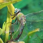 Große Königslibelle (Anax Imperator)