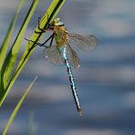 Große Königslibelle – Anax imperator