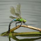 --- Große Königslibelle (Anax imperator) ---