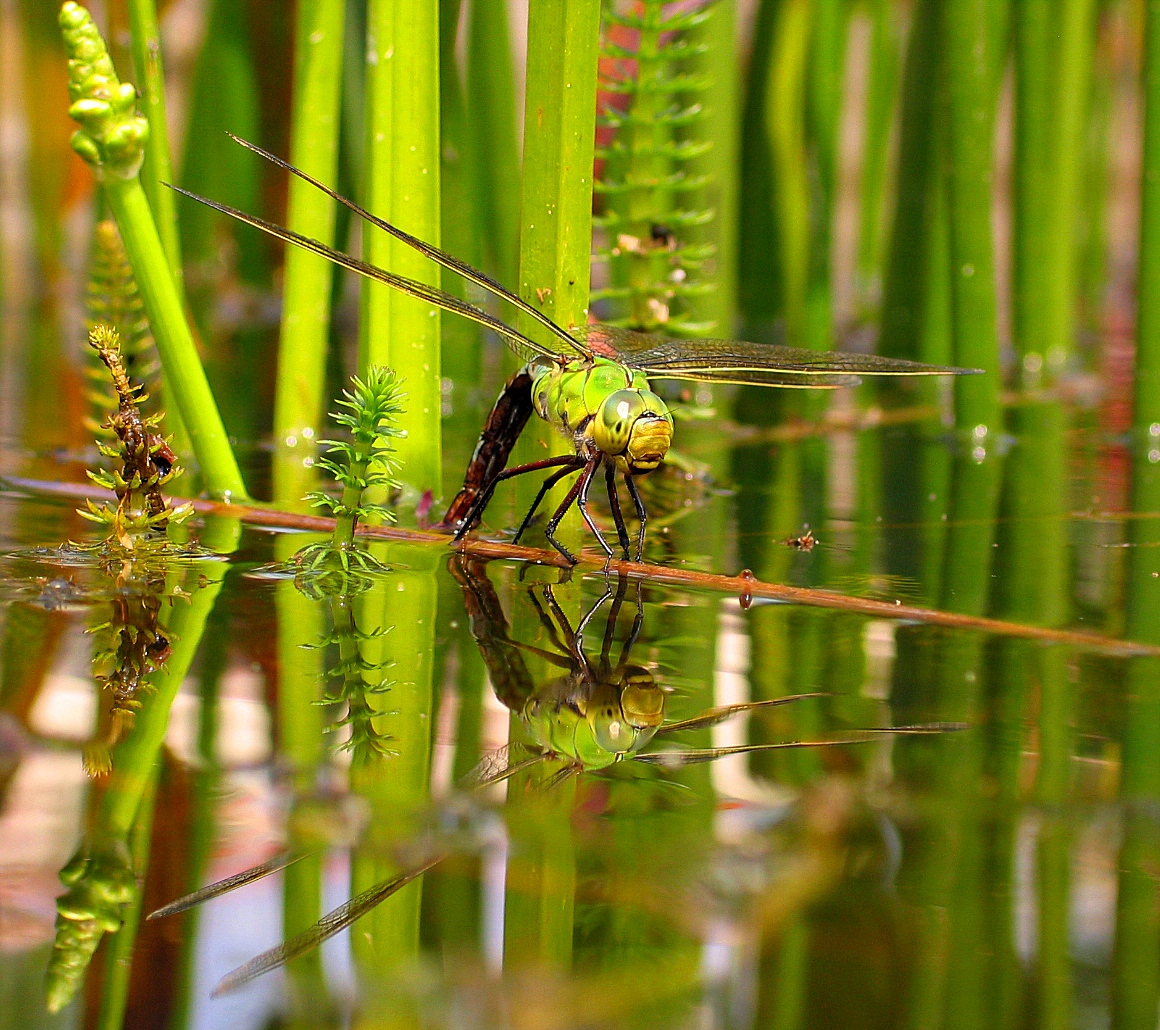 Große Königslibelle (Anax imperator), Eiablage