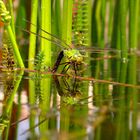 Große Königslibelle (Anax imperator), Eiablage