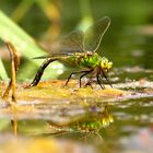 Große Königslibelle (Anax imperator) Eiablage