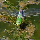 Große Königslibelle Anax imperator Eiablage III