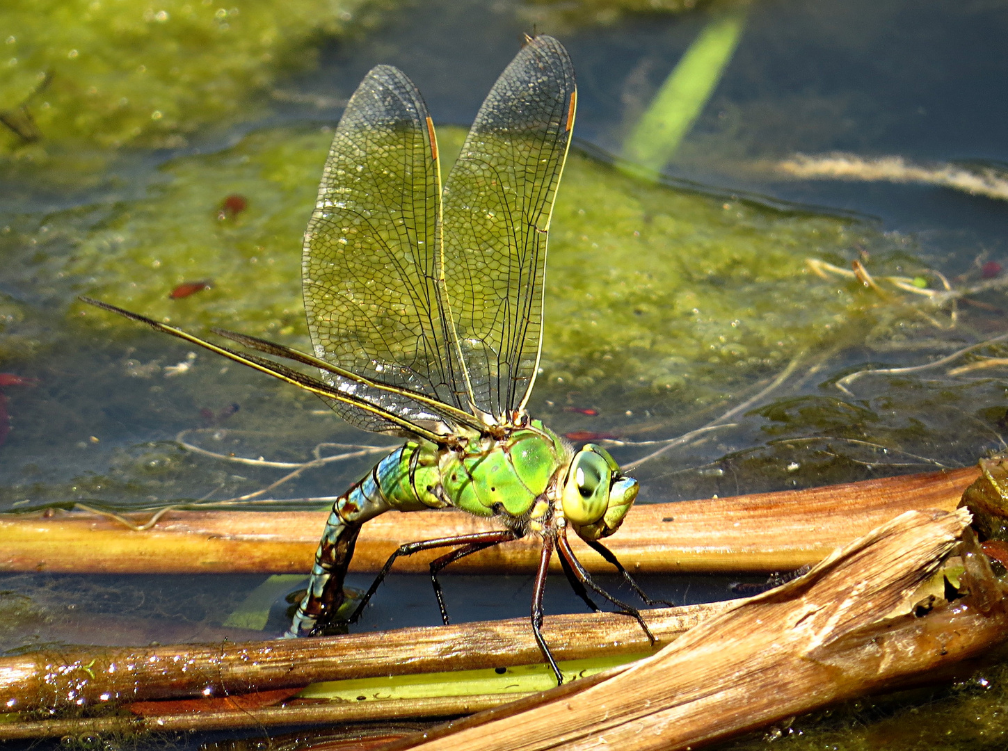 --- Große Königslibelle (Anax imperator) ---