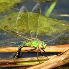 --- Große Königslibelle (Anax imperator) ---