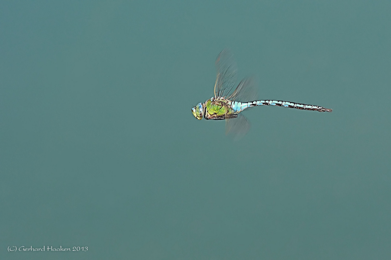 Große Königslibelle (Anax imperator) Flugstudie