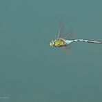 Große Königslibelle (Anax imperator) Flugstudie