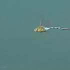 Große Königslibelle (Anax imperator) Flugstudie