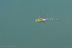 Große Königslibelle (Anax imperator) Flugstudie