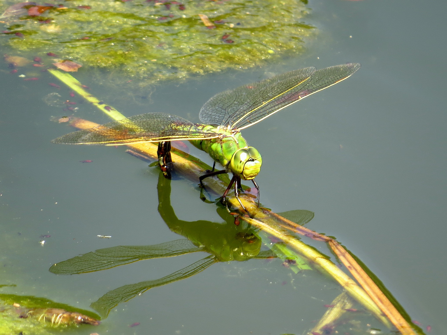 Große Königslibelle (Anax imperator). Grüne Farbvariante eines Weibchens bei der Eiablage (1)