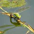 Große Königslibelle (Anax imperator). Grüne Farbvariante eines Weibchens bei der Eiablage (1)