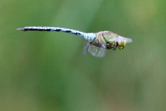 Große Königslibelle (Anax imperator) im Flug